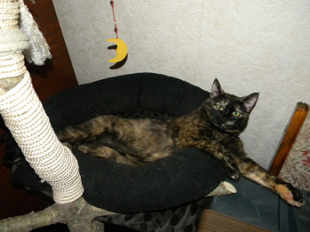 attachment.php?attachmentid=666920&stc=1&d=1565037555