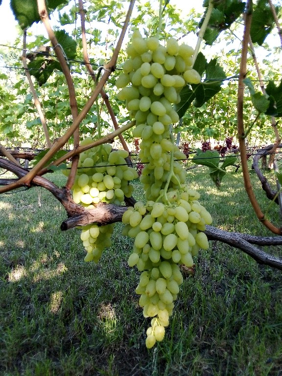 attachment.php?attachmentid=667314&stc=1&d=1565288088