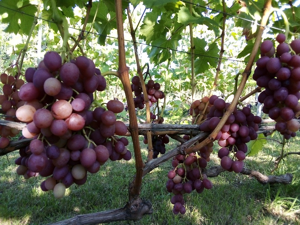 attachment.php?attachmentid=667315&stc=1&d=1565288088