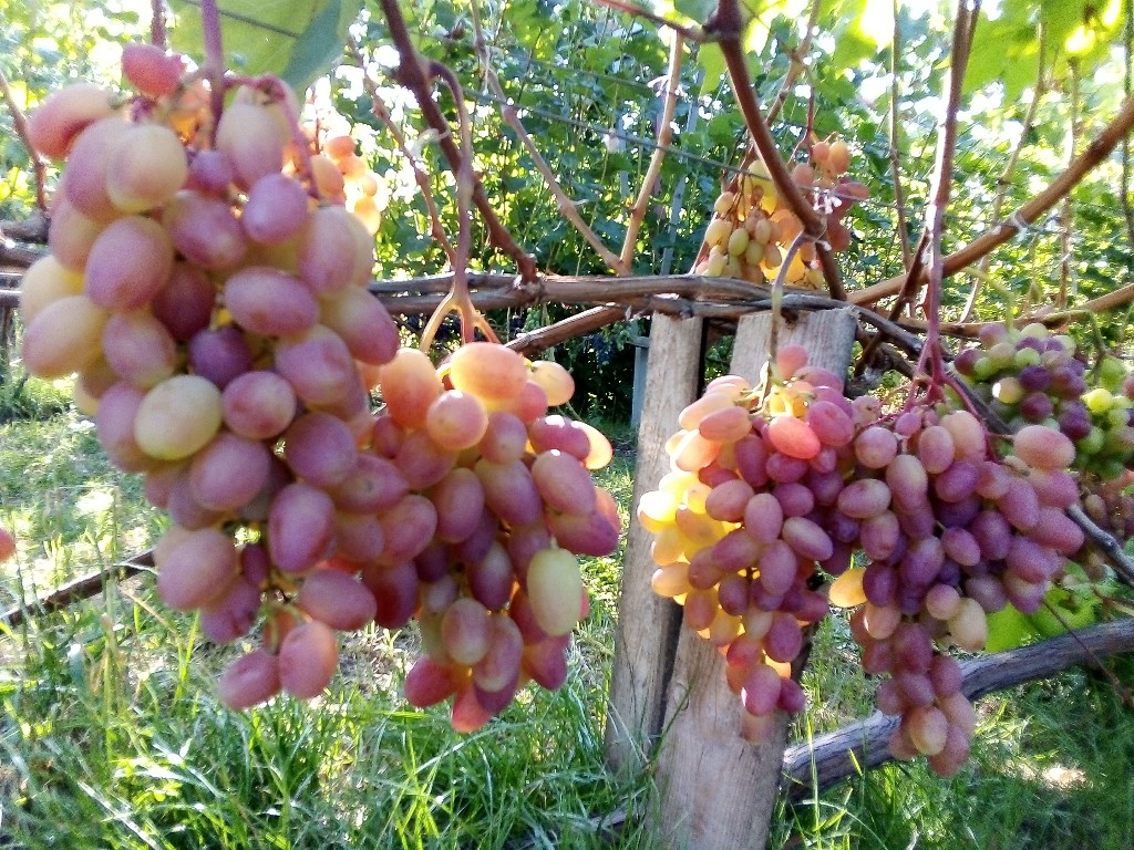 attachment.php?attachmentid=667318&stc=1&d=1565288088