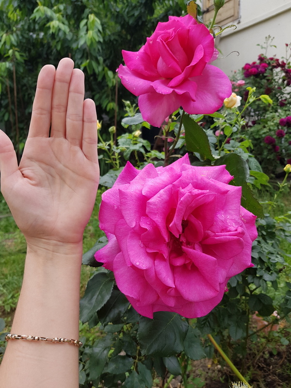 attachment.php?attachmentid=694065&stc=1&d=1592217798