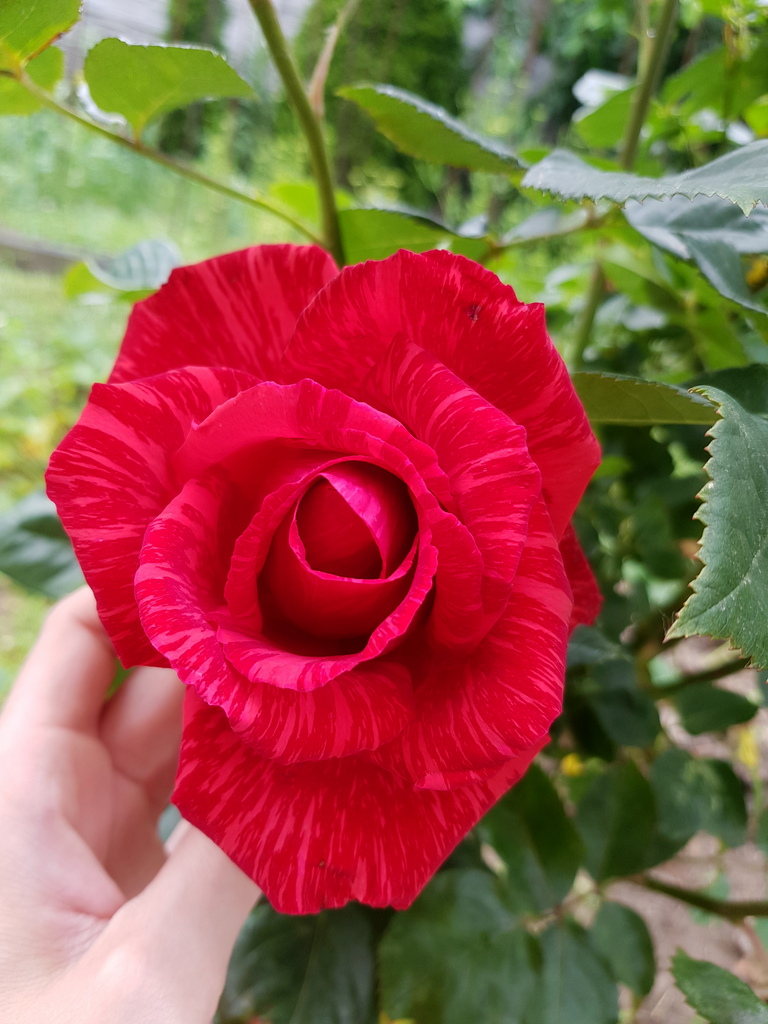 attachment.php?attachmentid=694079&stc=1&d=1592218019