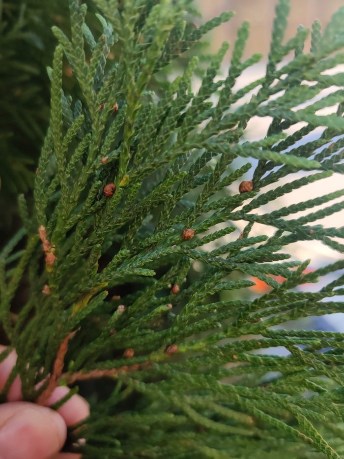 attachment.php?attachmentid=695009&d=1593185411