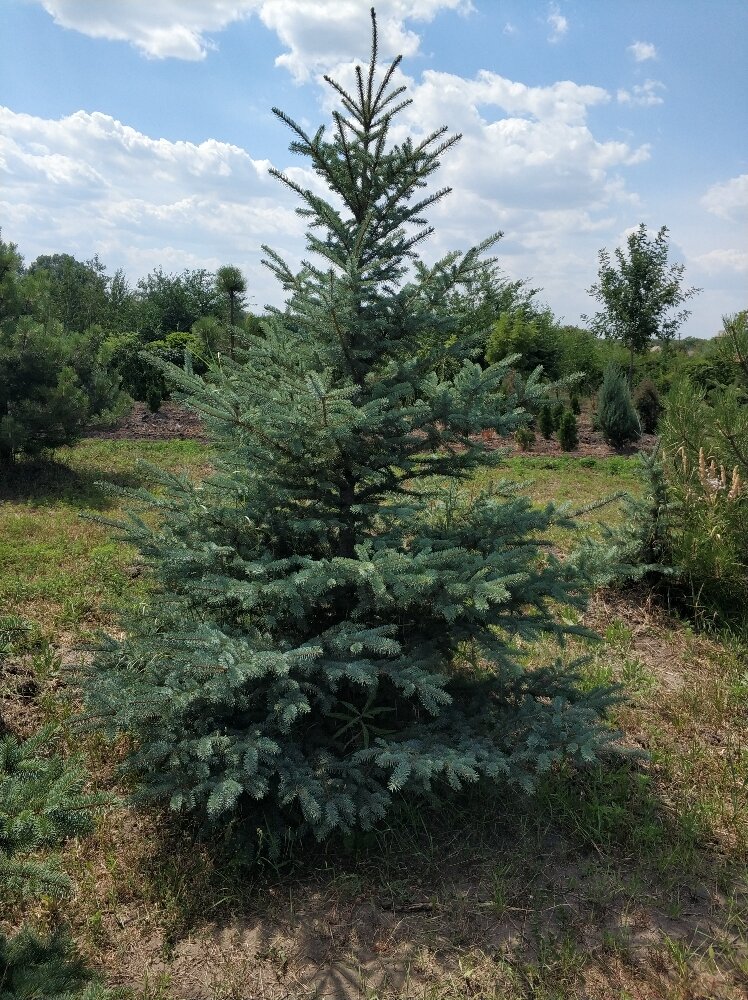 attachment.php?attachmentid=697136&stc=1&d=1595686342