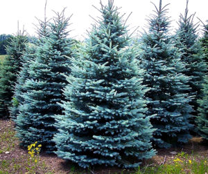 attachment.php?attachmentid=697137&stc=1&d=1595686454