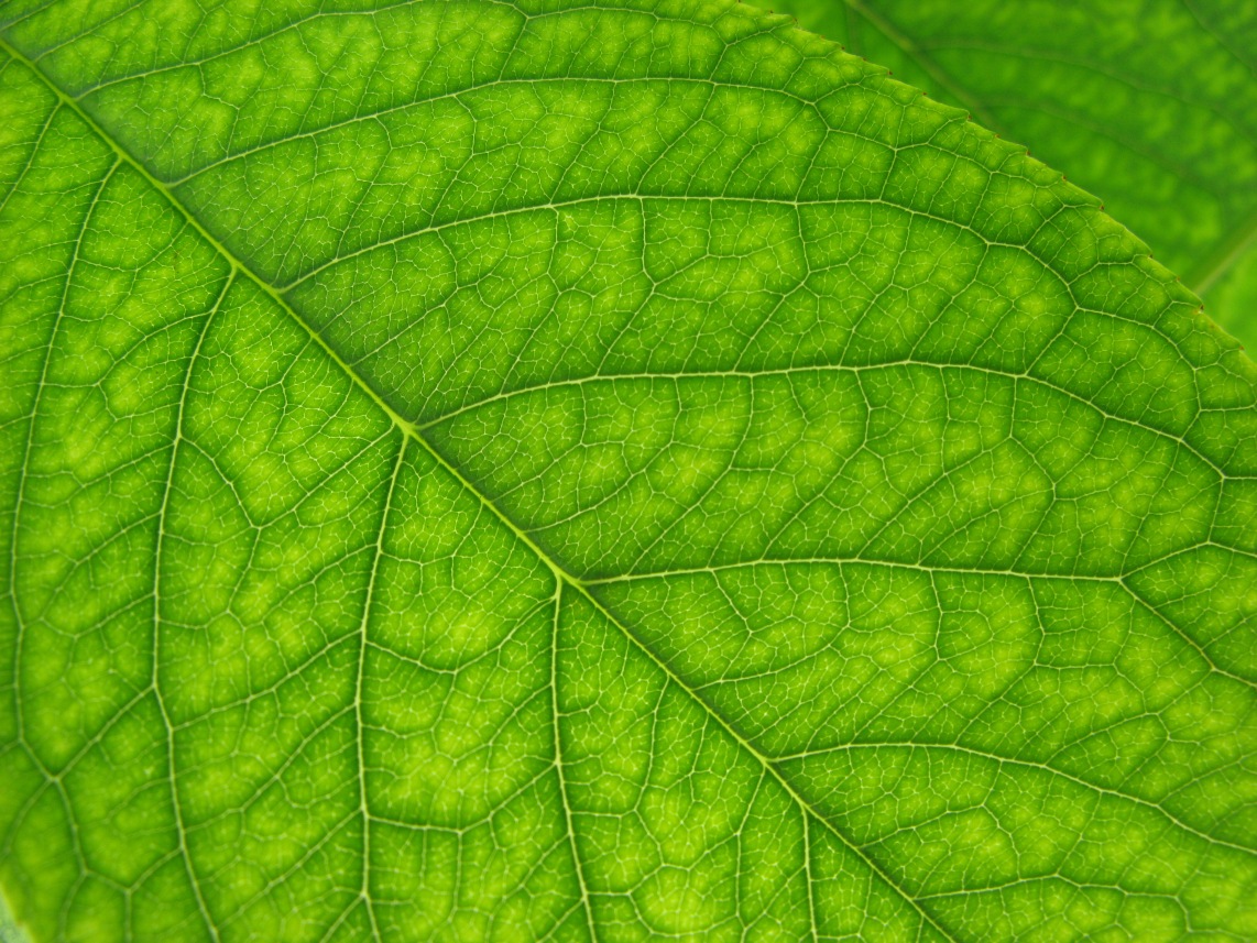 Бледно зеленый цвет листьев. Сморщенная светло зеленая листва. Листья зеленые с белыми пятнами фото. Дельтовидный 300-400 (зеленый лист). Обои на рабочий стол зеленые листья на деревянном столе.