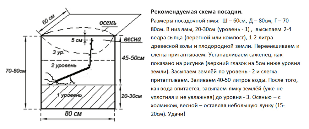 Как посадить виноград весной в открытый грунт. Схема посадки винограда осенью. Схема посадки винограда весной саженцами в открытый грунт. Схема посадки винограда осенью саженцами. Схема посадки винограда весной.