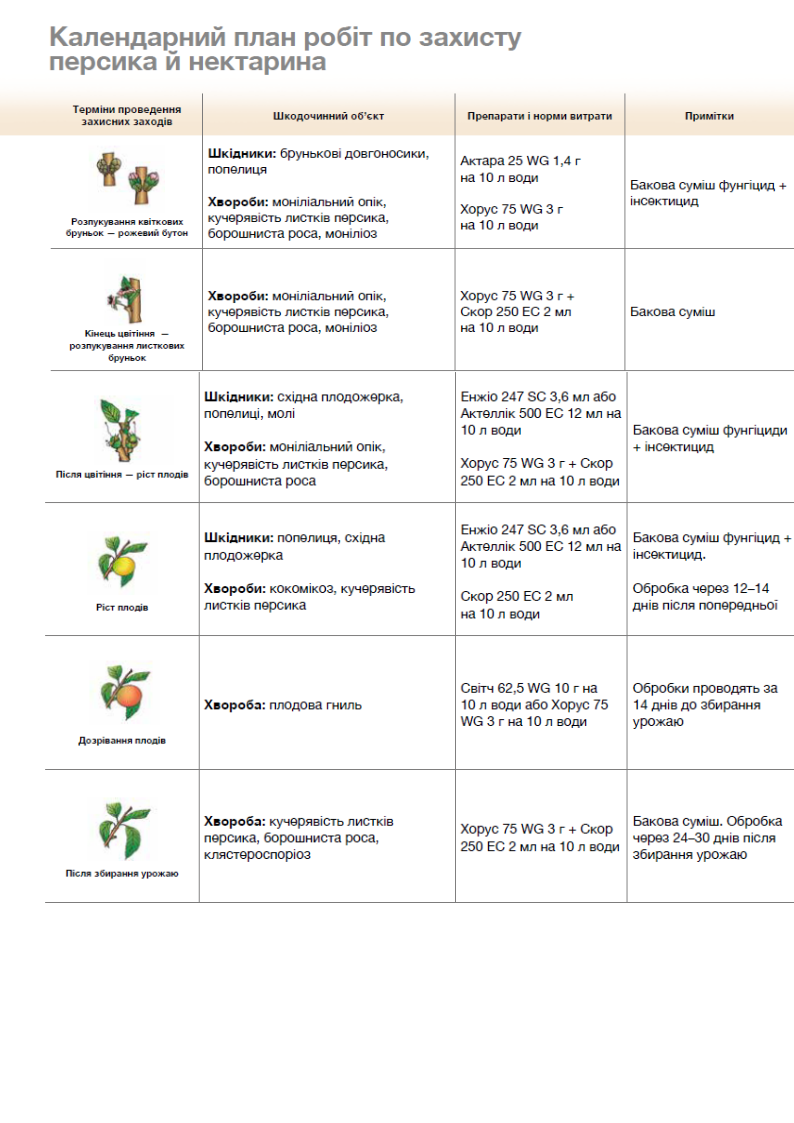 Обработать персик от курчавости весной после цветения. Схема обработки персика от курчавости. Схема обработки персика от курчавости листьев. Средство от курчавости персика. Хорус для обработки персика.