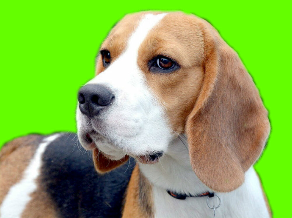 !!!!!!!beagle40.thumb.jpg.c369cdbaa76d059e3b6feac167ce05ab.jpg