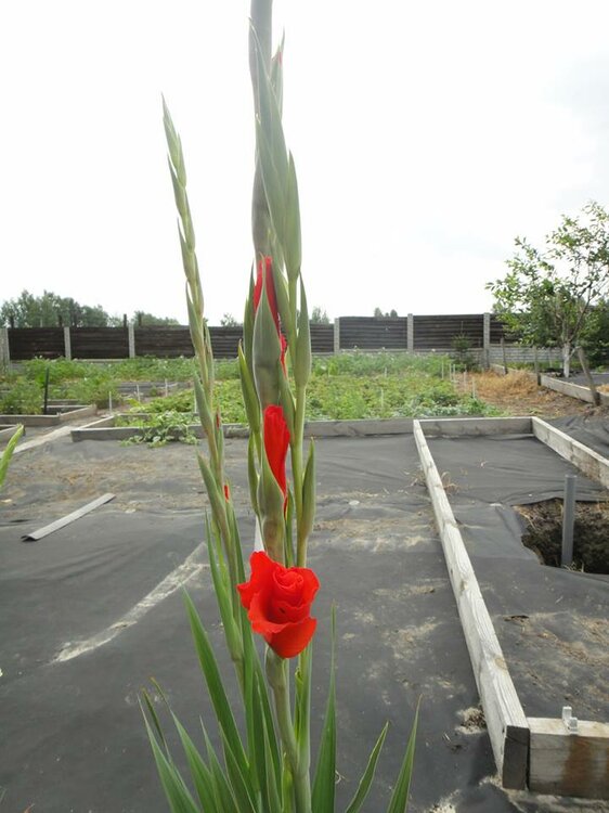 1375349949_gladiolusred.thumb.jpg.0c7b247c2e1c3a997fefd24d2ad0a518.jpg