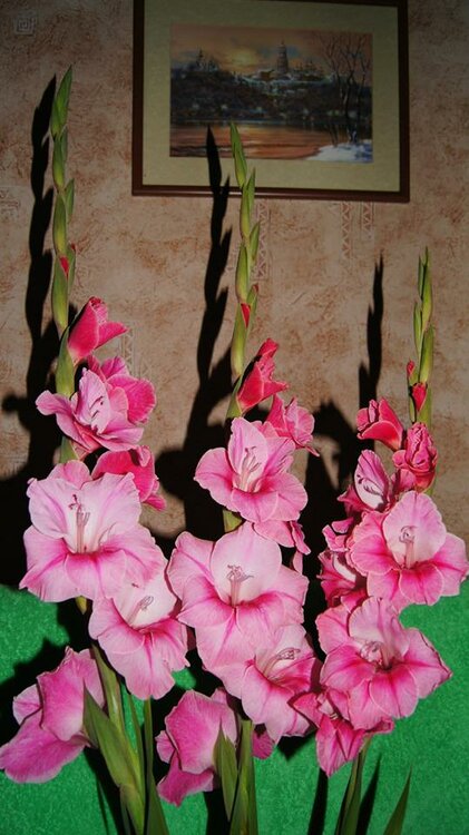1463958129_pinkgladiolus.thumb.jpg.733df0ca88c29f9b1fe8c8fc3b263502.jpg