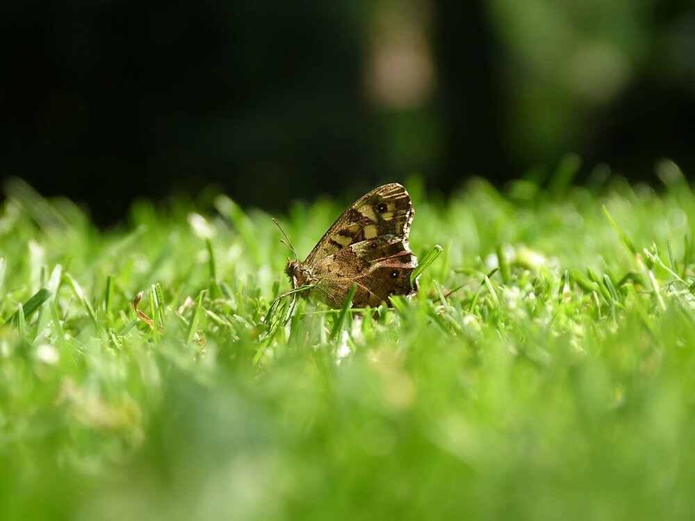 1475122661_SpeckledWood.thumb.JPG.6a55e6832d3a39491e824c843a946d45.JPG
