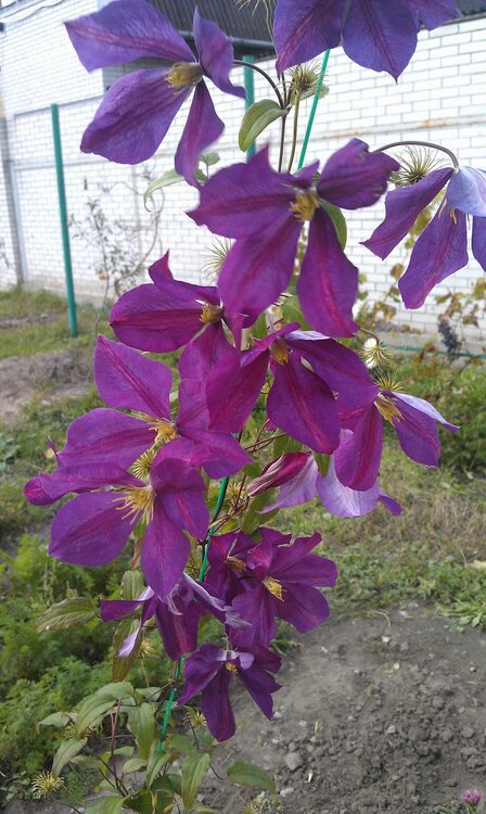 177270510_Klematis1.thumb.jpg.75b147c467b23ddfcf8fdb71307d5e90.jpg