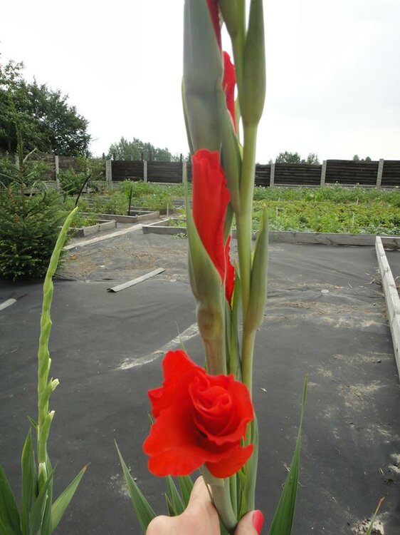 2009331383_gladiolusred1.thumb.jpg.f51d5f621997b6b61465bf87c7fb26fd.jpg