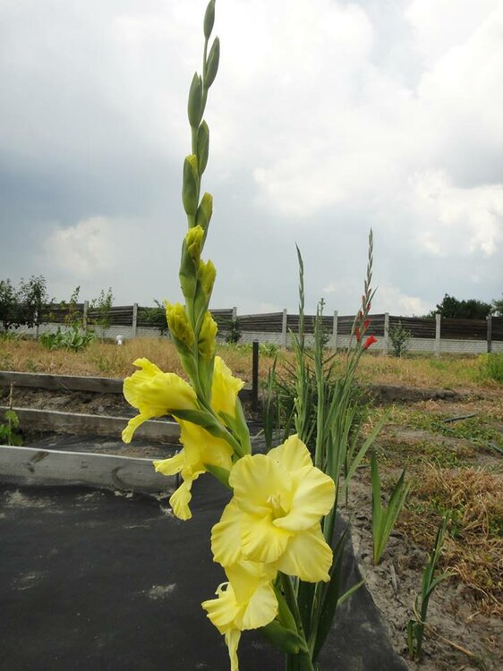 2110391487_yellowgladiolus.thumb.jpg.15cac07db15097b832ef01a23d526af3.jpg