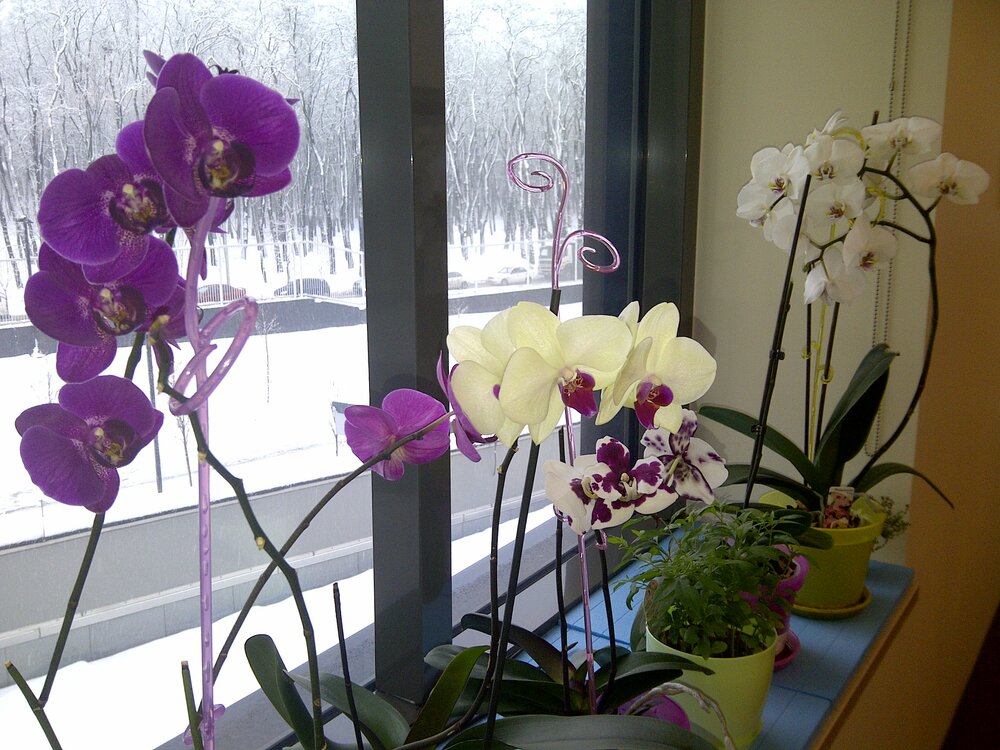 349078856_myorchids.thumb.jpg.af775222ab4c23154644ab97b3a64caa.jpg