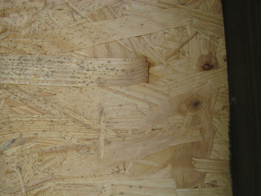 50162446_OSB.thumb.JPG.6f35beaf1a0a3ed2fe6da95e6167a944.JPG
