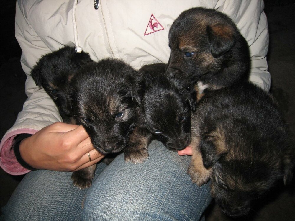 701227275_Allpappies2.thumb.jpg.80320a9c8bdda80fa54be7336c8e1e13.jpg
