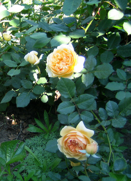 Crown-Princess-Margareta2.thumb.jpg.b3d44bcc63cc77c644c80876b81970f3.jpg