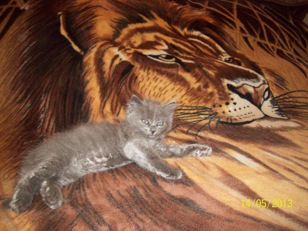 Kot4.thumb.jpg.2d89f58e0b4bf96247d24981366de88a.jpg