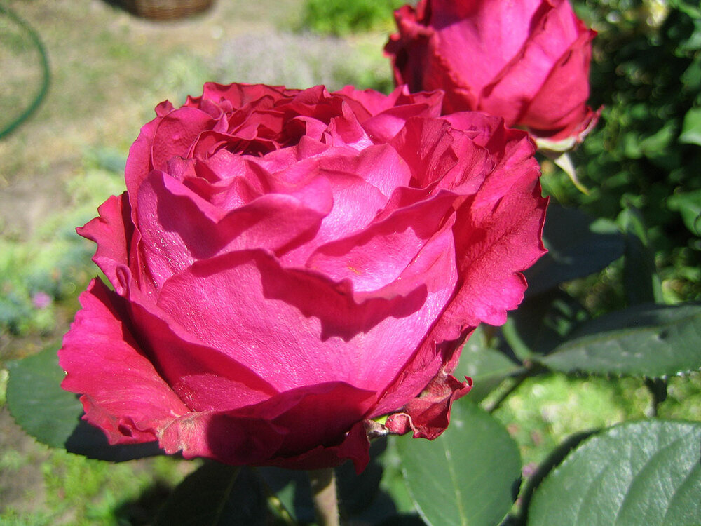 Rose-des-4-Vents2.thumb.jpg.591fddfa8cead1016017ce4ba54b0144.jpg