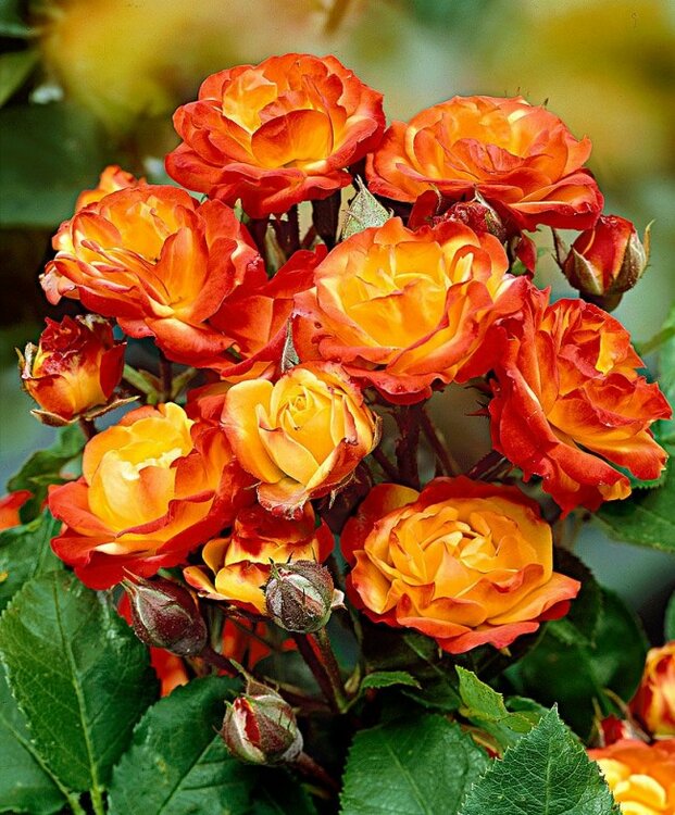 Rose_floribunda_19-650x784.thumb.jpg.c53c7181be0c4df0749af77c9333279f.jpg