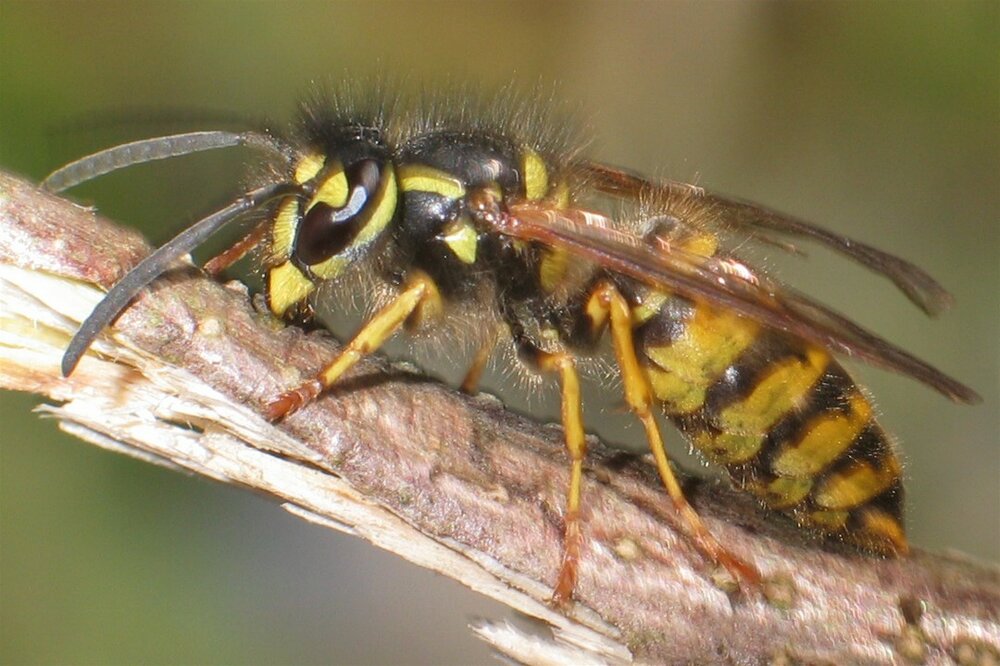 Vespula_vulgaris5.thumb.jpg.0bacbd8c25f51b3c053dcdb36efe9bd8.jpg