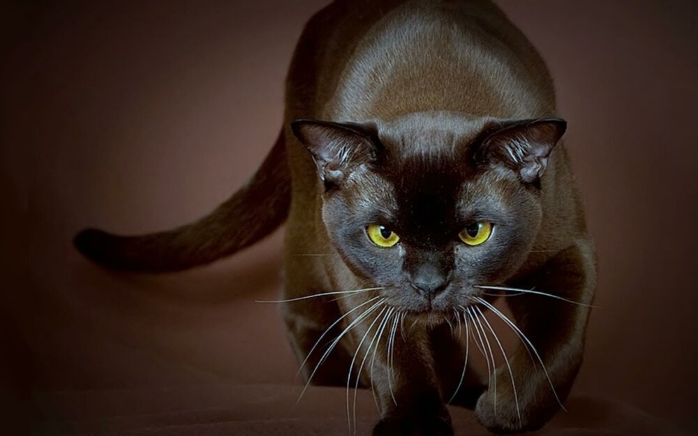 ___strong_burmese_cat_20150107_1031741959.thumb.jpg.31f046c927e794d85499631d7f24a2b5.jpg