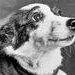 Strelka_007
