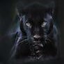 Black Panther