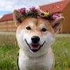 Kirill_vseecom