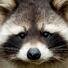 Racoon