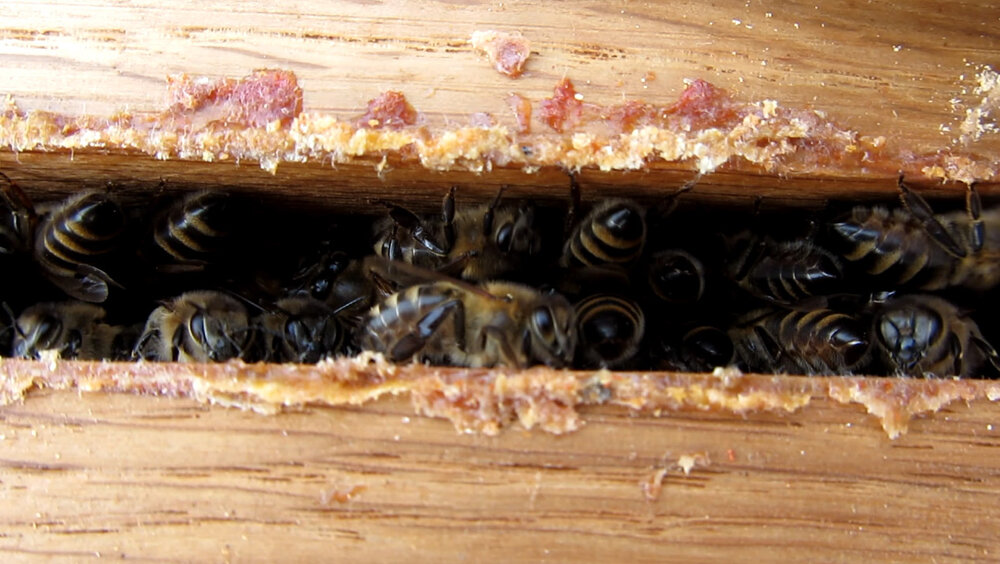 bees_1.thumb.jpg.f50e91e83027d72ada5ec99b826d15aa.jpg