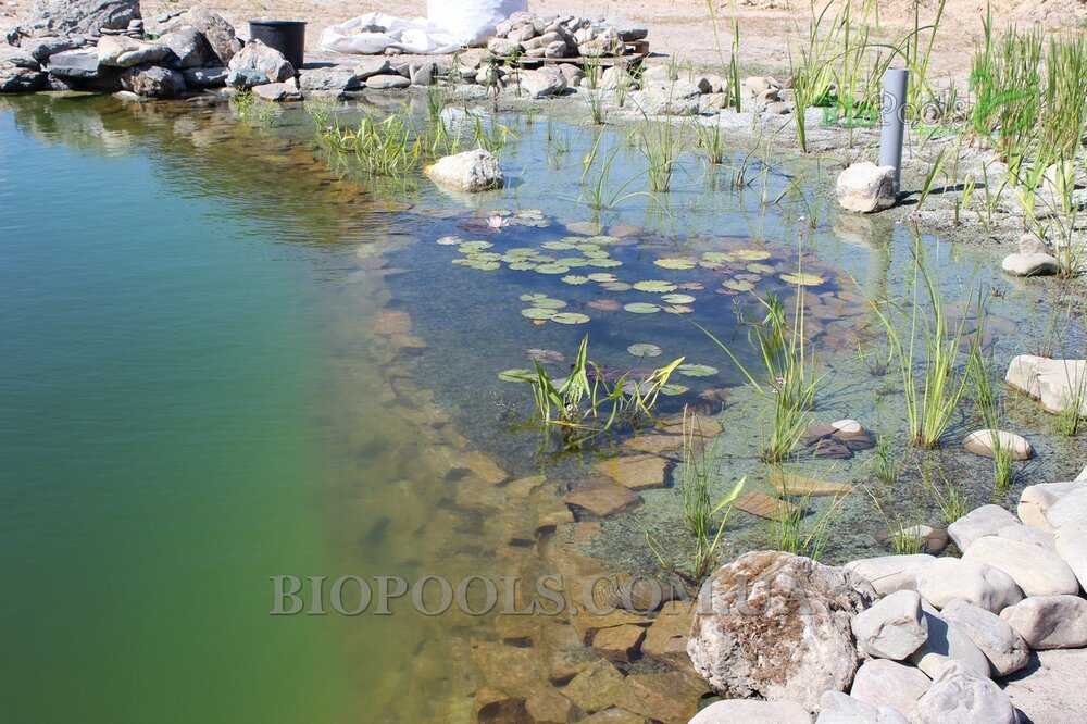 biopools_Vishenki_187.thumb.jpg.0c97f416c6d3b45937de76799a8e114f.jpg