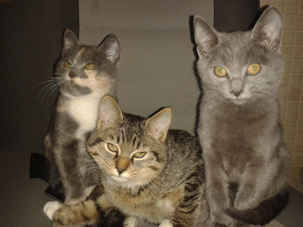 cats_3.thumb.jpg.a4ca30f0efa2d9dfdab445e069fb9708.jpg
