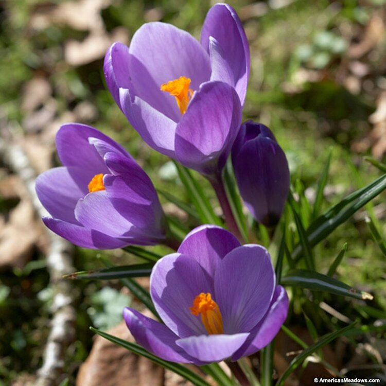 dutch_crocus_remembrance.thumb.jpg.3f9f1619103d639a12f05d633fc31972.jpg
