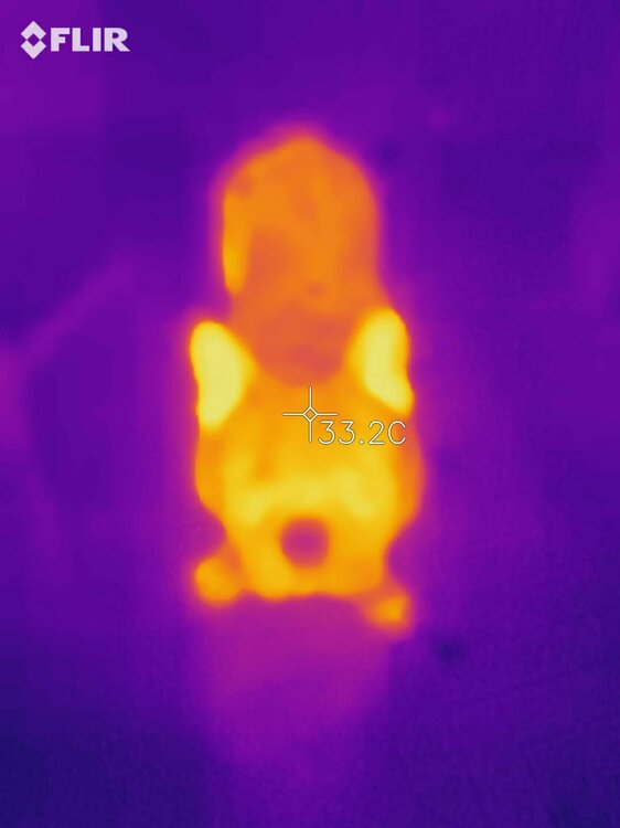 flir_20201011T225331.thumb.jpg.18c292211d4d2446a1eed469283b2ccb.jpg