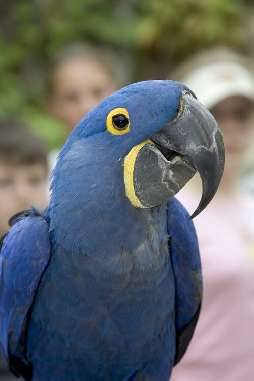 hyacinth_macaw.thumb.jpg.378421c62291261dc3f09435c63bca00.jpg