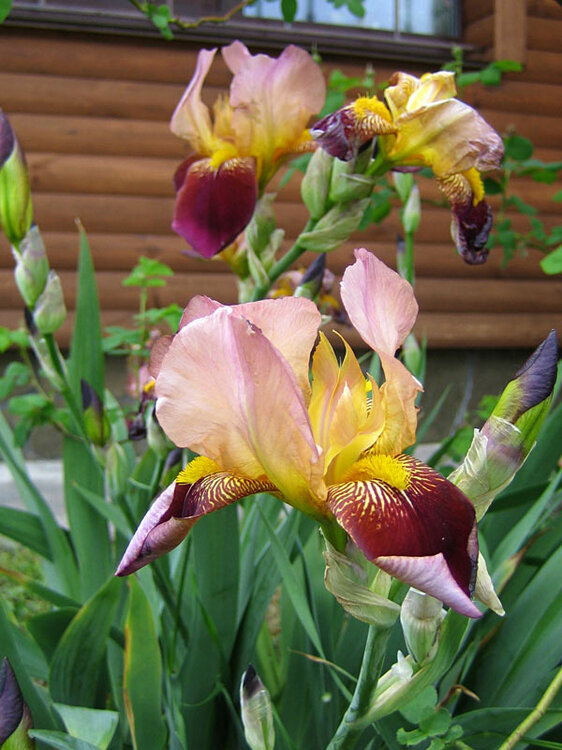 iris1.thumb.jpg.49df223cc89c7f21adda67a1051c1ac5.jpg