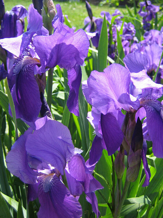 iris10.thumb.jpg.e03db47add6fced330808423bdbb09ce.jpg
