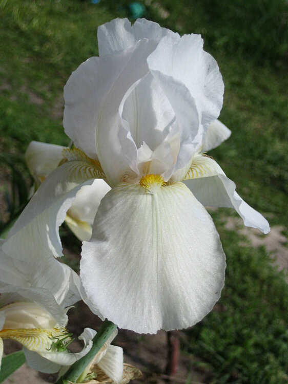 iris2.thumb.jpg.cdf89bfa2ea1c66a02bb1dbda12cb864.jpg