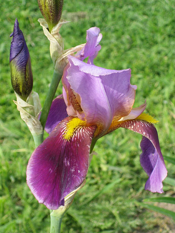 iris3.thumb.jpg.6c20a57de9b077964d413ed9b10aa38f.jpg