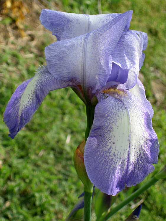 iris4.thumb.jpg.96d3929b4415397b4ae268b7a9d35a7d.jpg