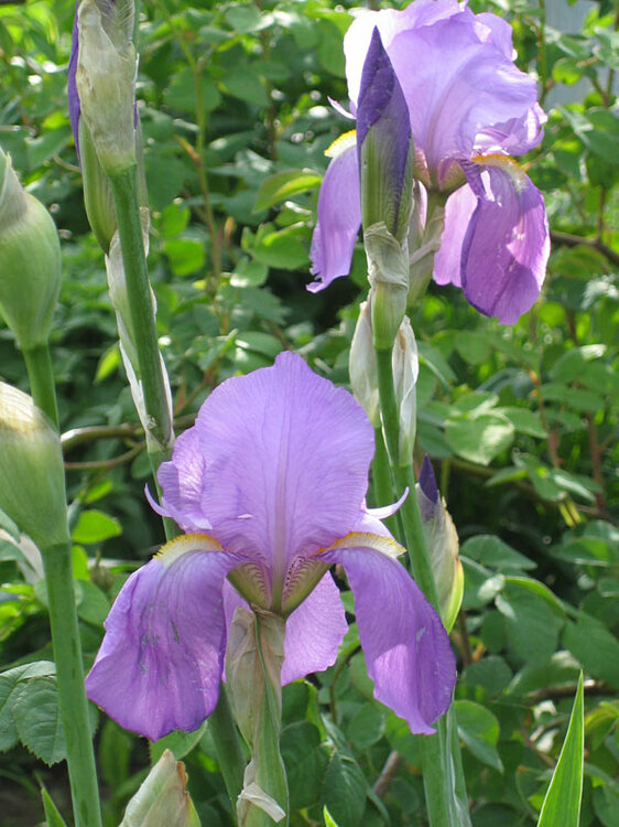 iris5.thumb.jpg.e04ec7e76d95a42ea2162d3ea2e03610.jpg