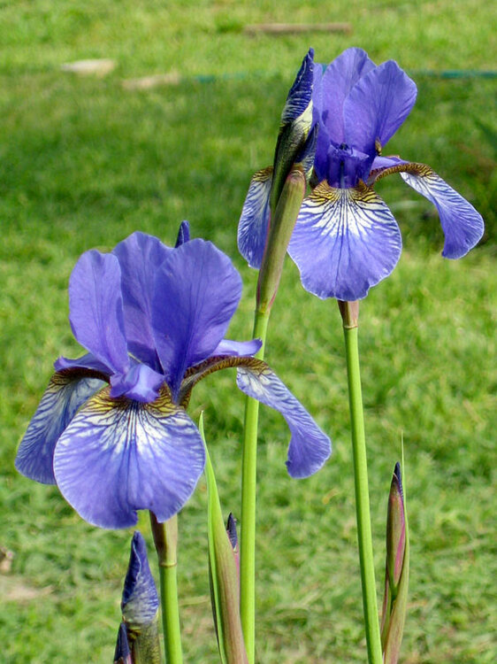 iris6.thumb.jpg.bf4cd91977c82ce1316b83ff297e6e67.jpg
