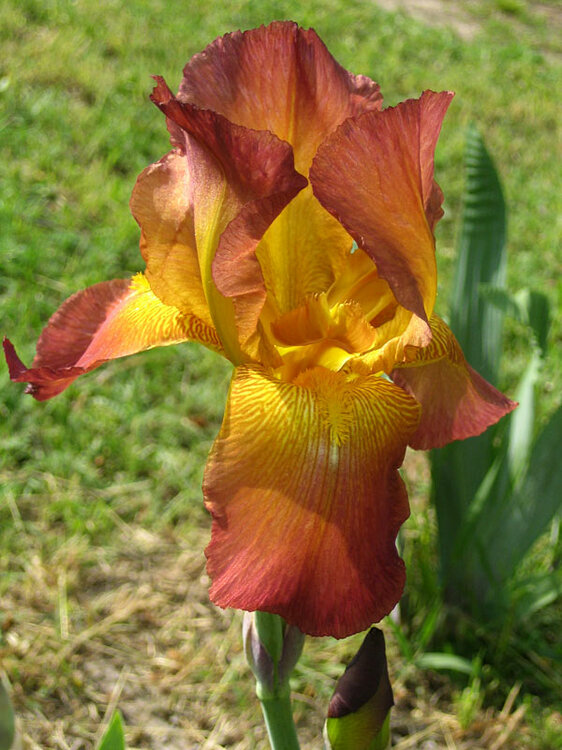 iris7.thumb.jpg.96d7ecfc4b3344b290b8f4b6c0f6e195.jpg
