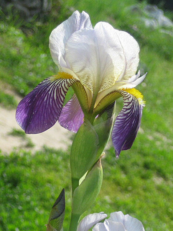 iris8.thumb.jpg.cbfe61c0b535b3e5592eb460d7d07ed6.jpg