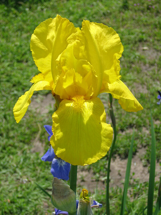 iris9.thumb.jpg.6fc112bd897e1232157c67fb162d6b82.jpg