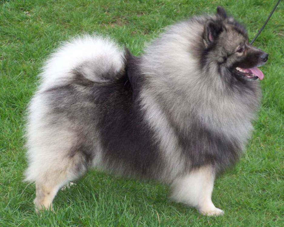 keeshond.thumb.jpg.60a4c23d075a3157c724a14abb2f8dff.jpg