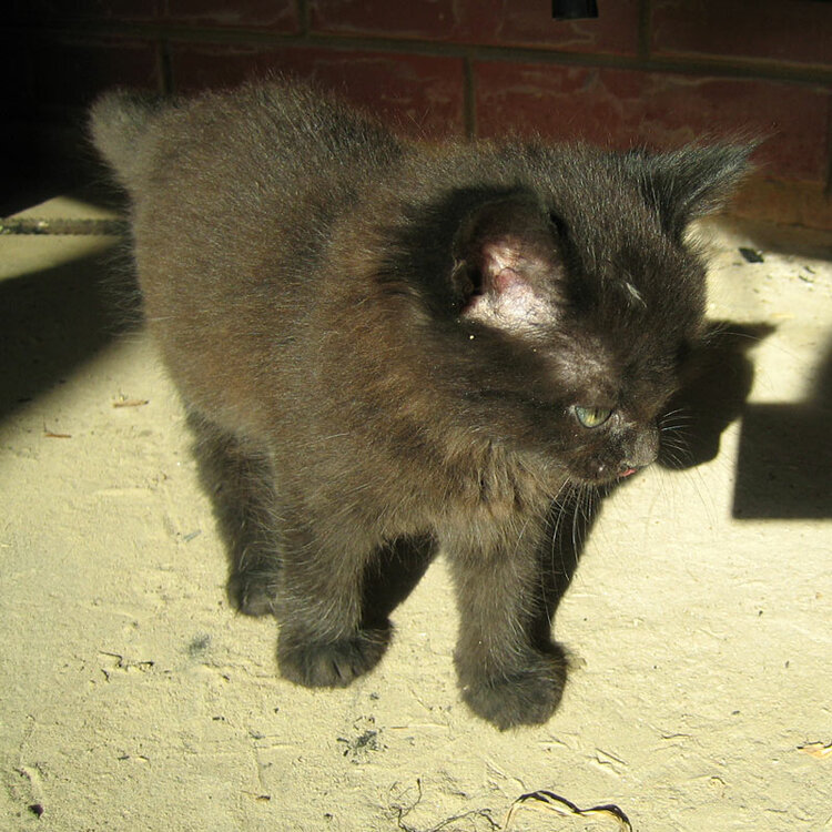 kot1.thumb.jpg.345abbe71638fecf9c96b0863c5cc1f9.jpg